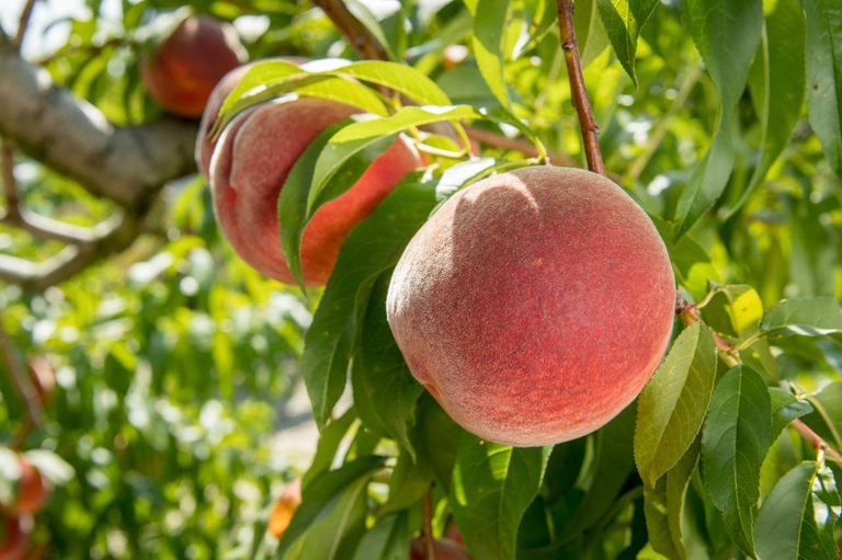 beautiful Bennett Peach duo on a branch ready for U Pick 